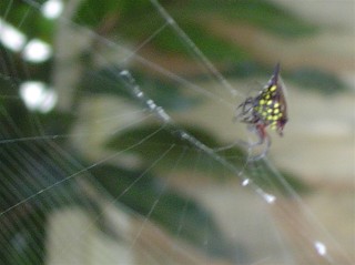 Sparkle Spider